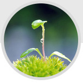 除草劑廠(chǎng)家 除草劑廠(chǎng)家